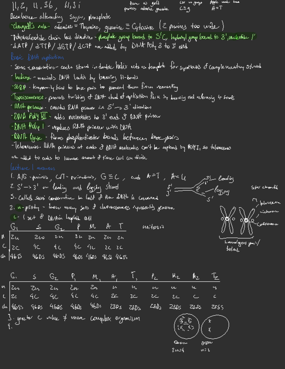 Week 3 Chapter Notes: DNA Replication and Structure Insights - Studocu
