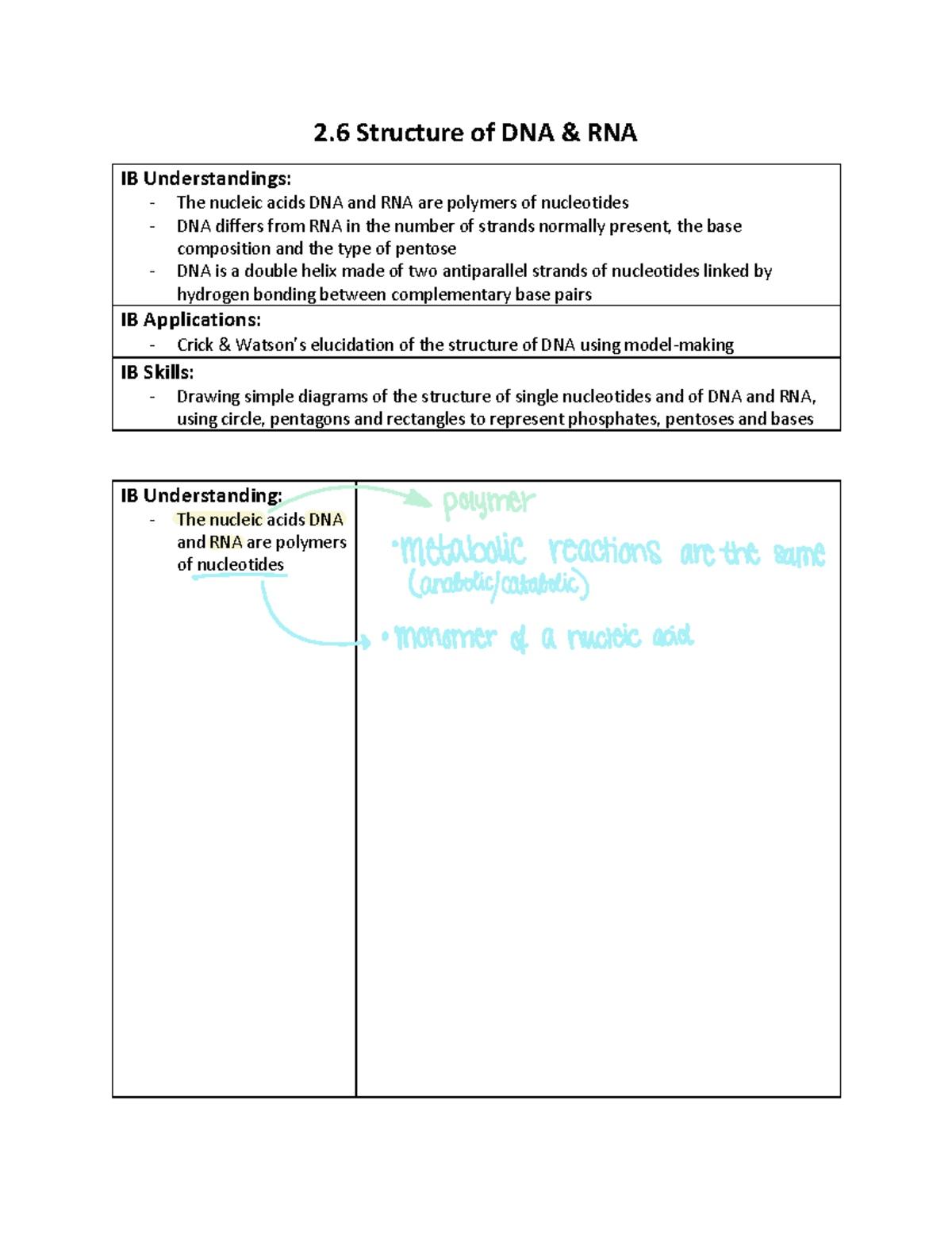 IB 2 - Structure of DNA & RNA Homework Notes - Studocu