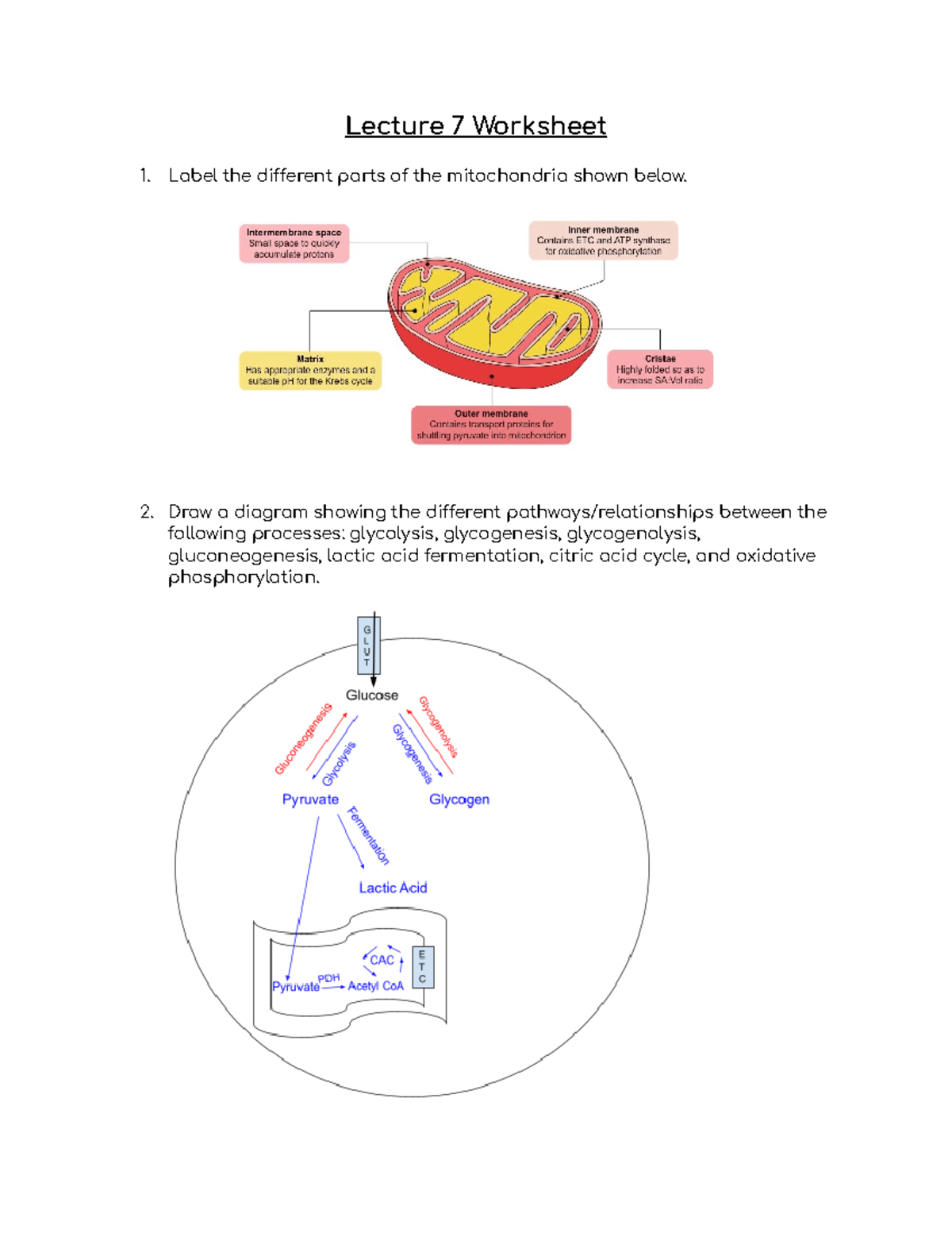 L7 Worksheet Answer Key - Lecture 7 Solutions and Explanations - Studocu