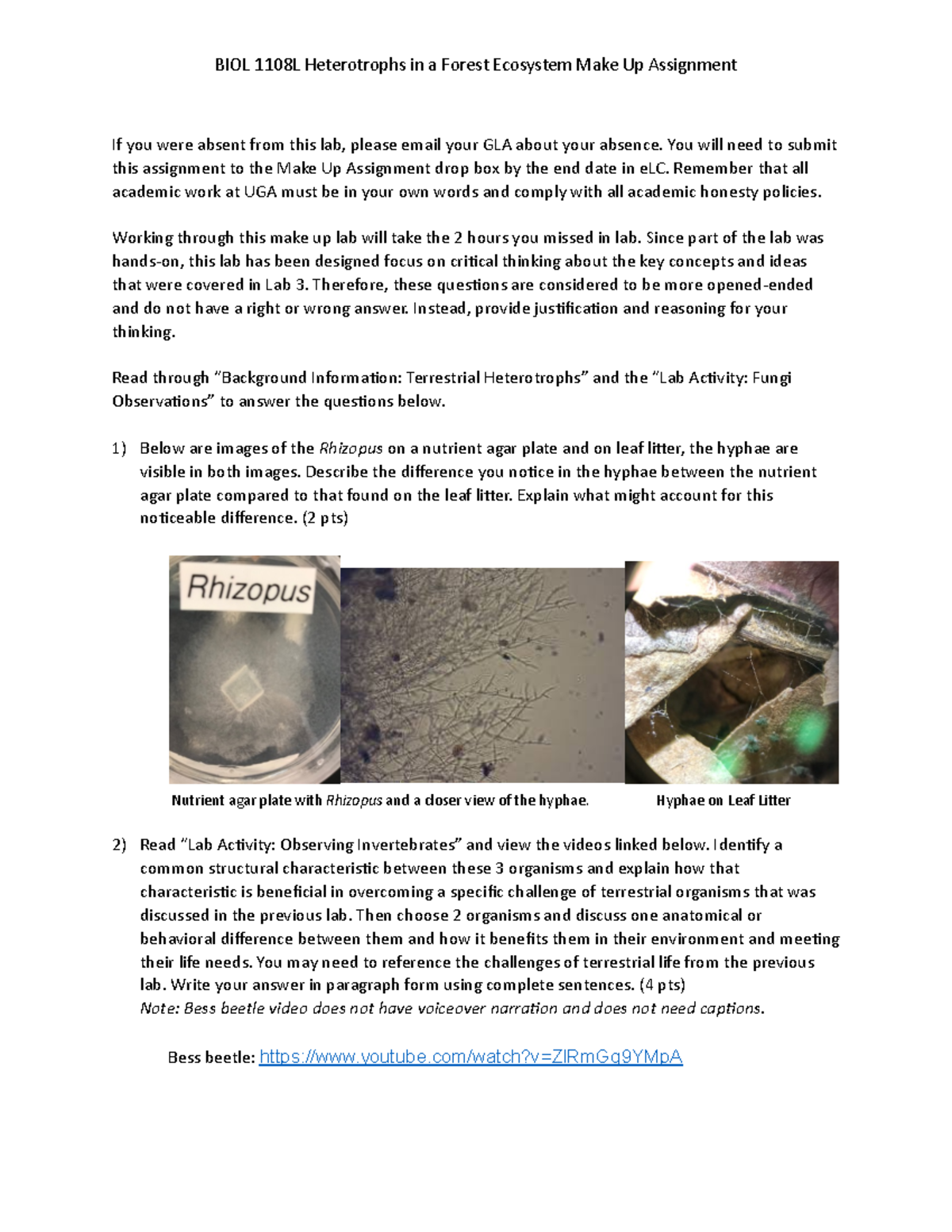 1108 Lab 4 Heterotrophs in a Forest Ecosystem Make Up Assignment - You ...