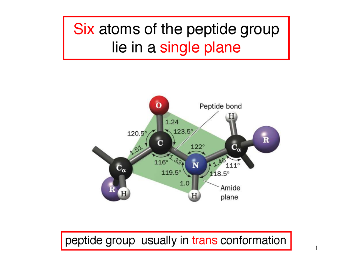 Lecture Notes on Polypeptide Structure and Folding - Studocu
