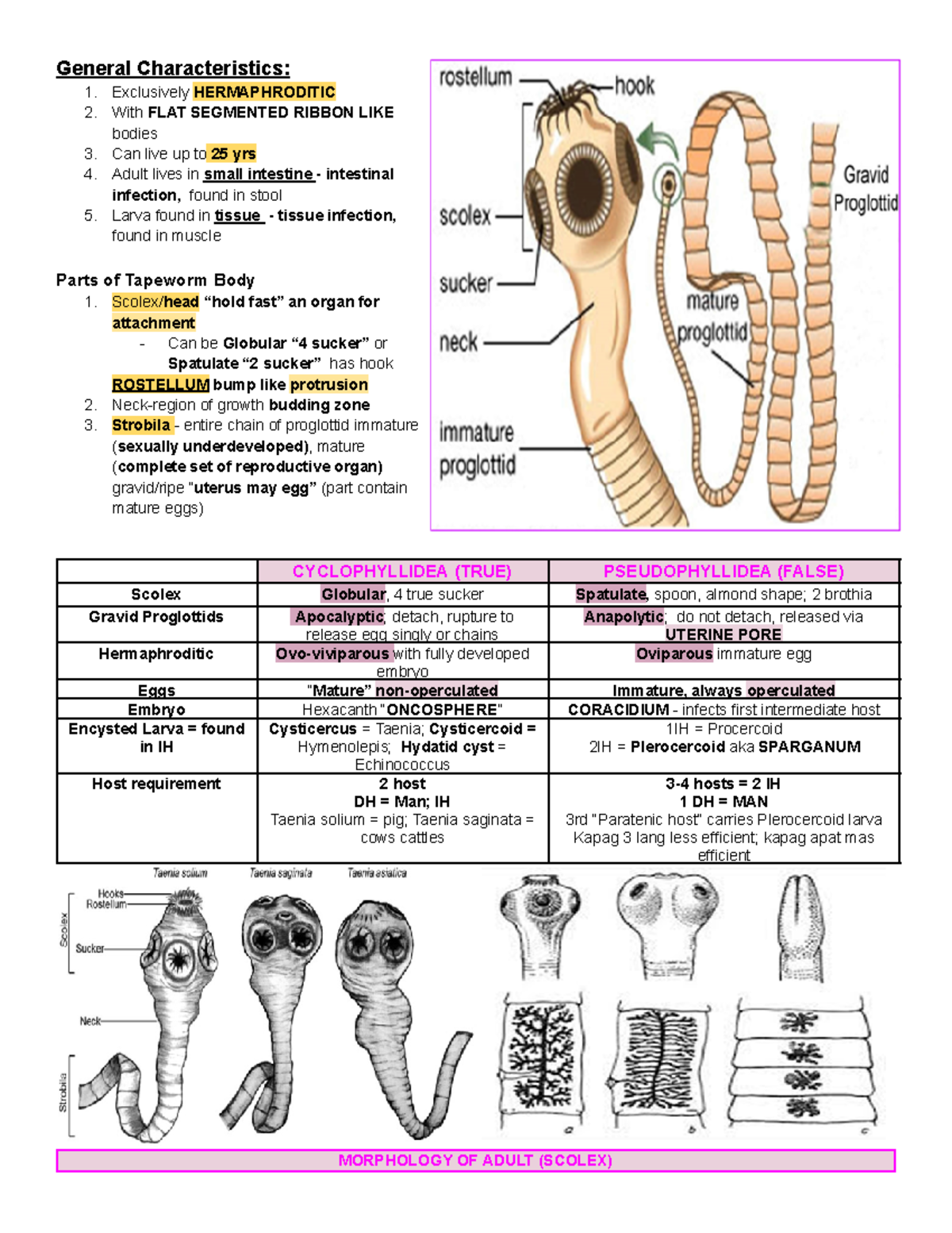 Cestodes: Characteristics, Life Cycle, and Morphology of Tapeworms ...