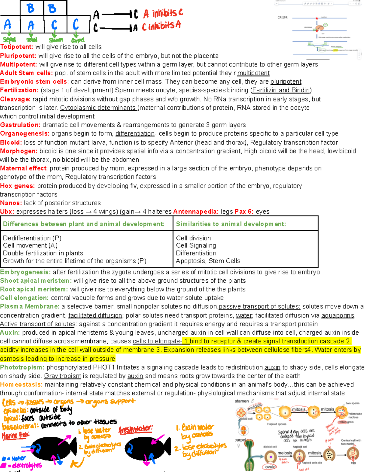 Bio 101 Final Exam Cheat Sheet: Key Concepts on Development - Studocu