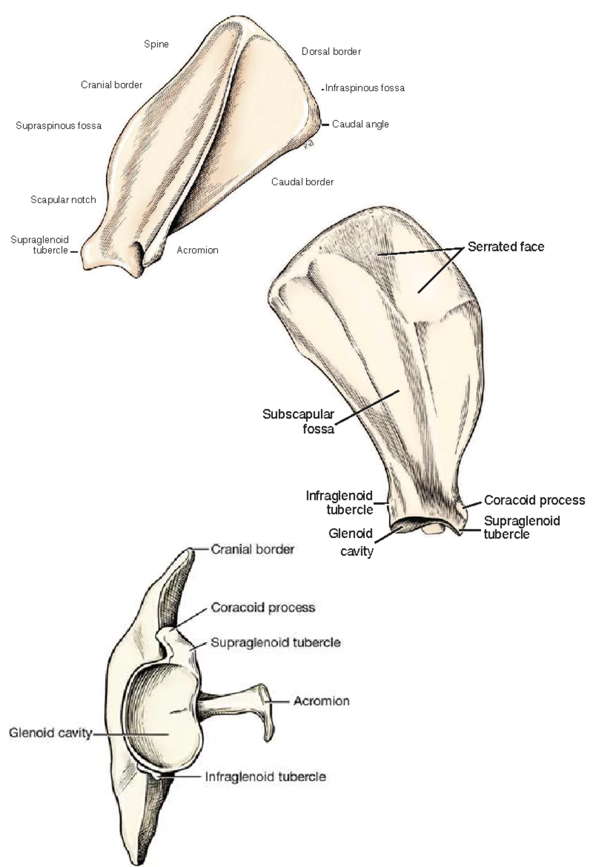 Bones Anatomy Study Guide - Memorization Notes - Studocu