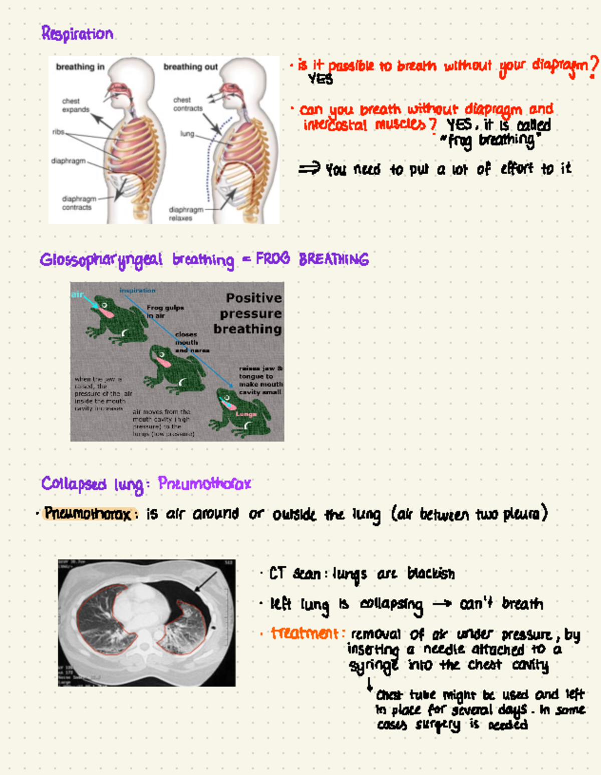 Lung Pathology Lecture Notes (Course Code: LUNG101) - Studeersnel