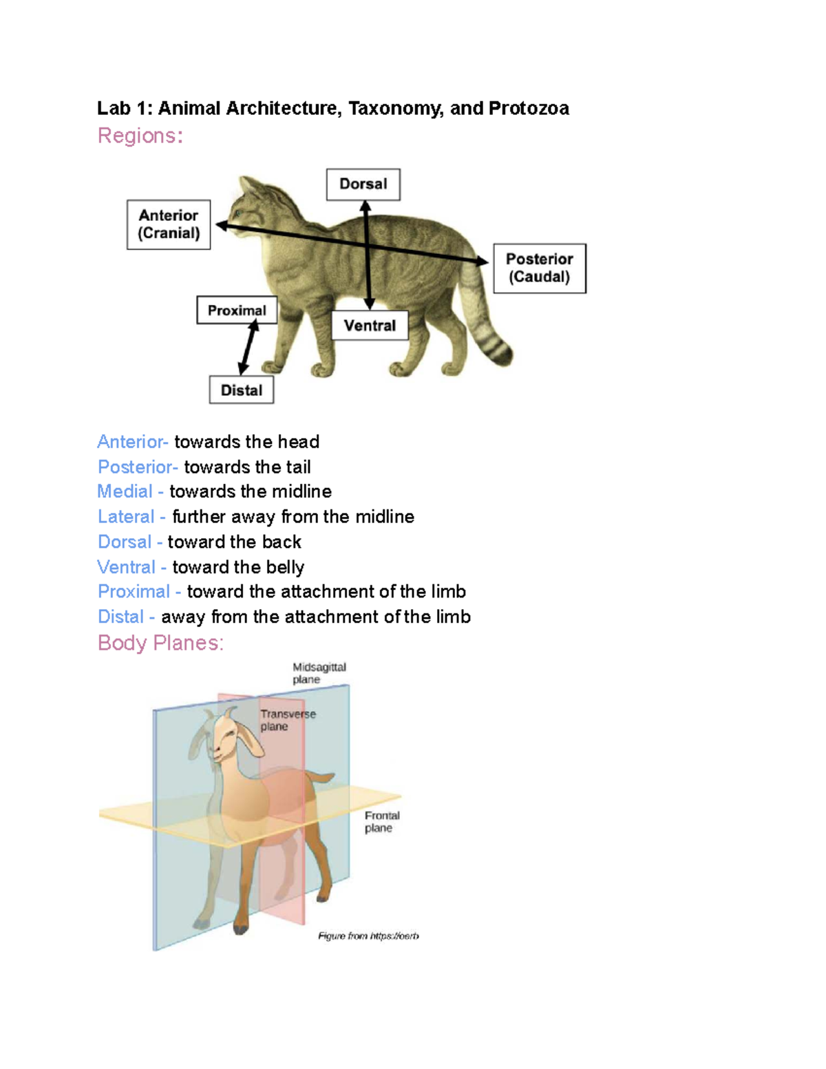 Lab 1: Animal Architecture, Taxonomy, and Protozoa - Studocu