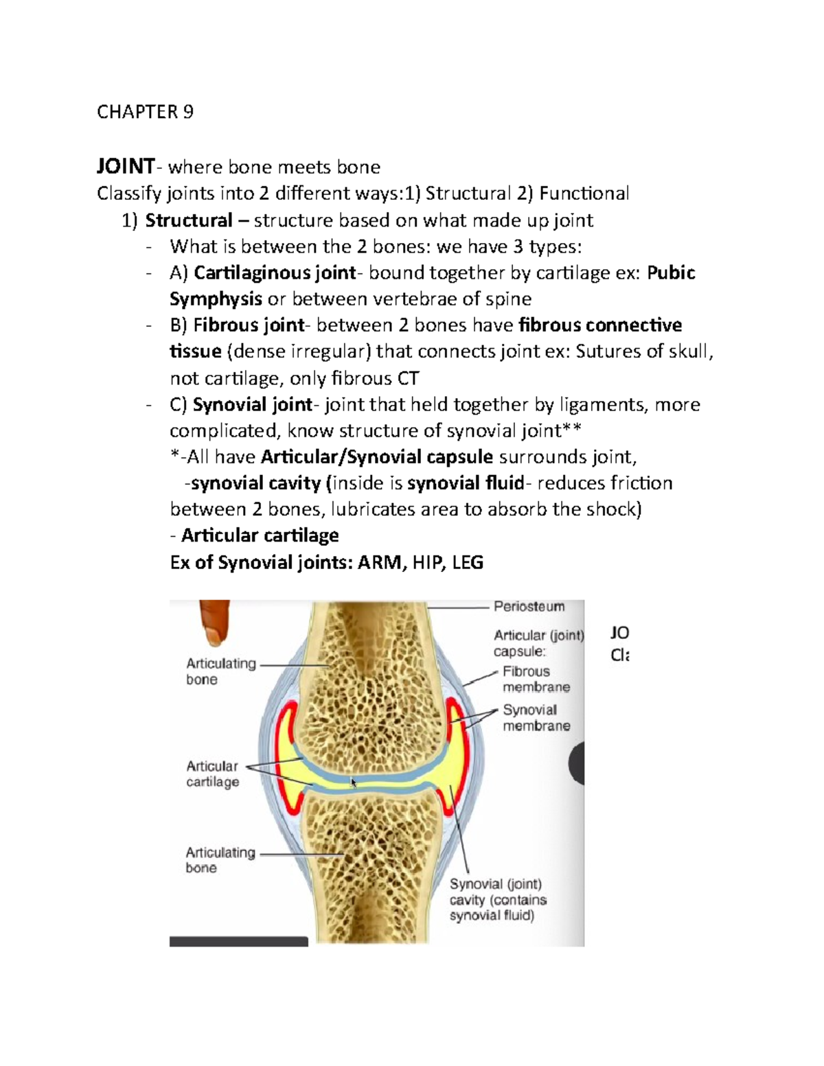 Exam 1 Review - Integumentary, Bones, etc - Advanced Human