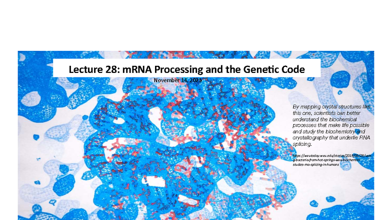 Lecture 28: mRNA Processing & Genetic Code Overview - Studocu
