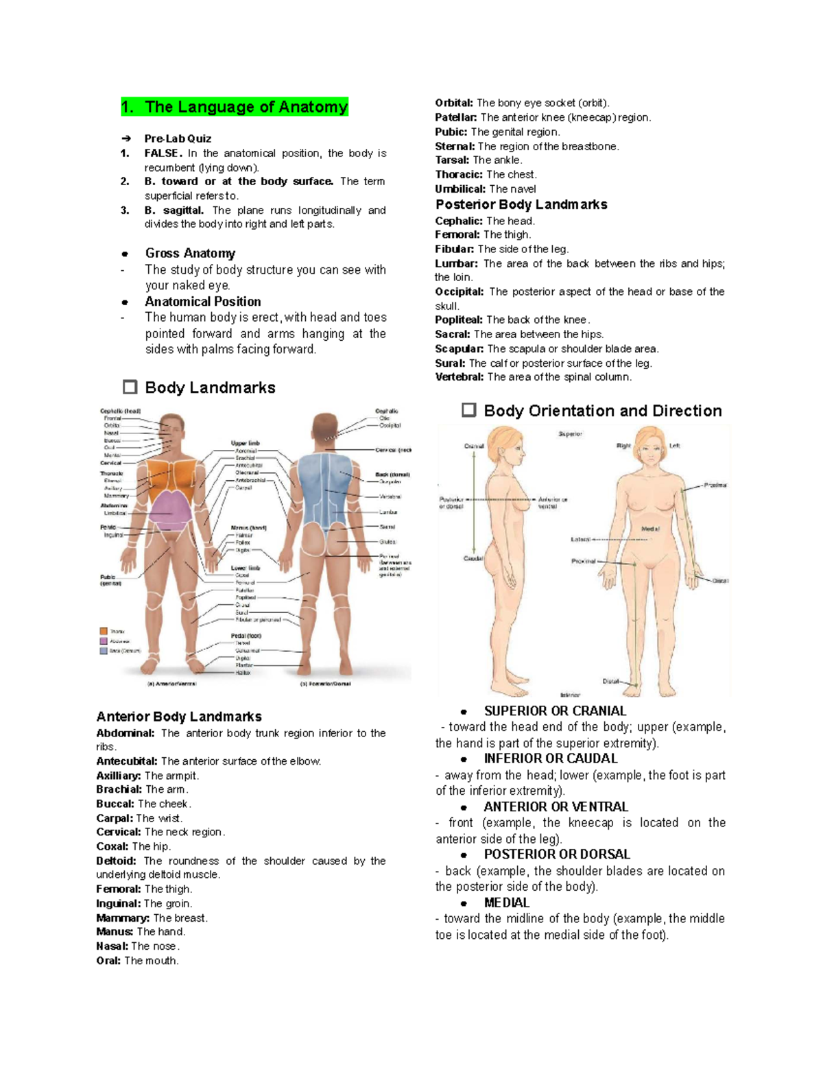 Anatomy Quiz: Understanding Body Landmarks and Positions - Studocu