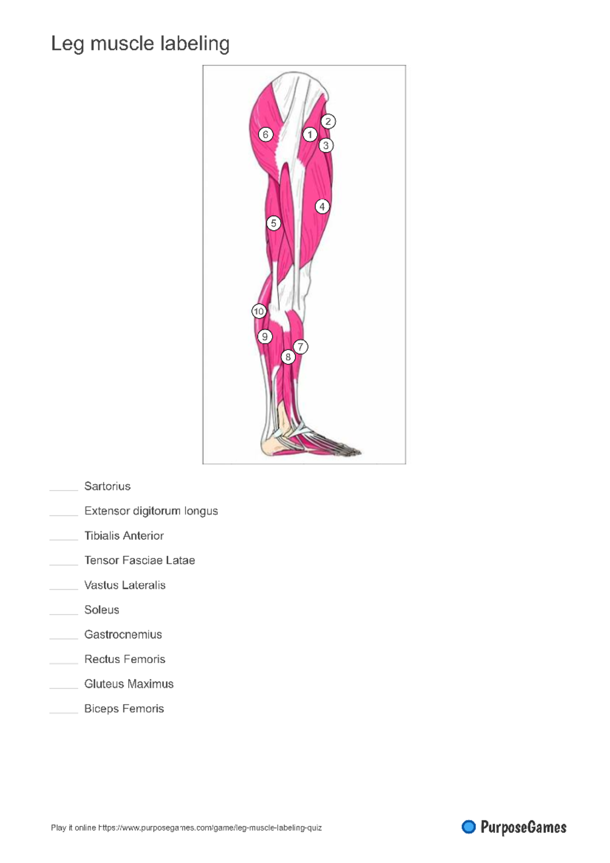Leg Muscles Worksheet: Labeling Exercise for Anatomy Study - Studocu