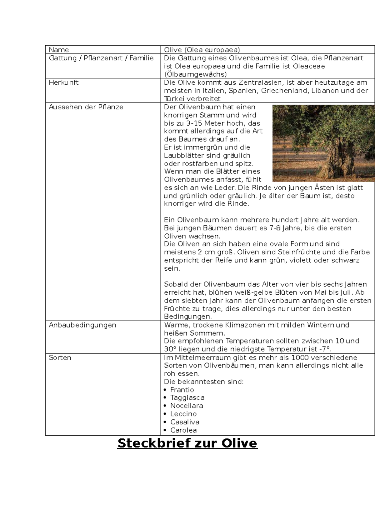 Steckbrief zur Olive (Olea europaea) - Pflanzenkunde 101 - Studocu