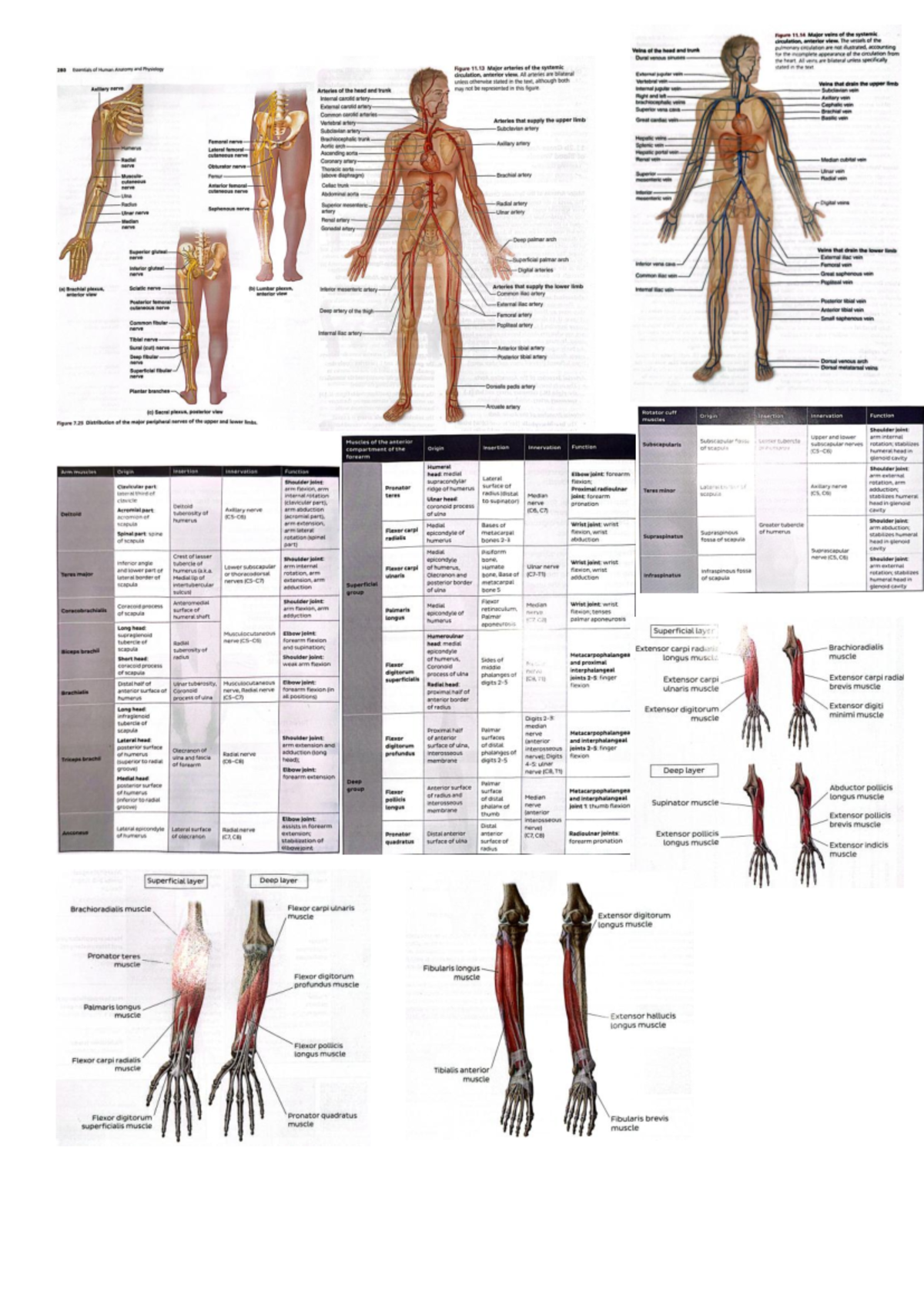 HUBS1108 Final Exam Cheat Sheet - Studocu