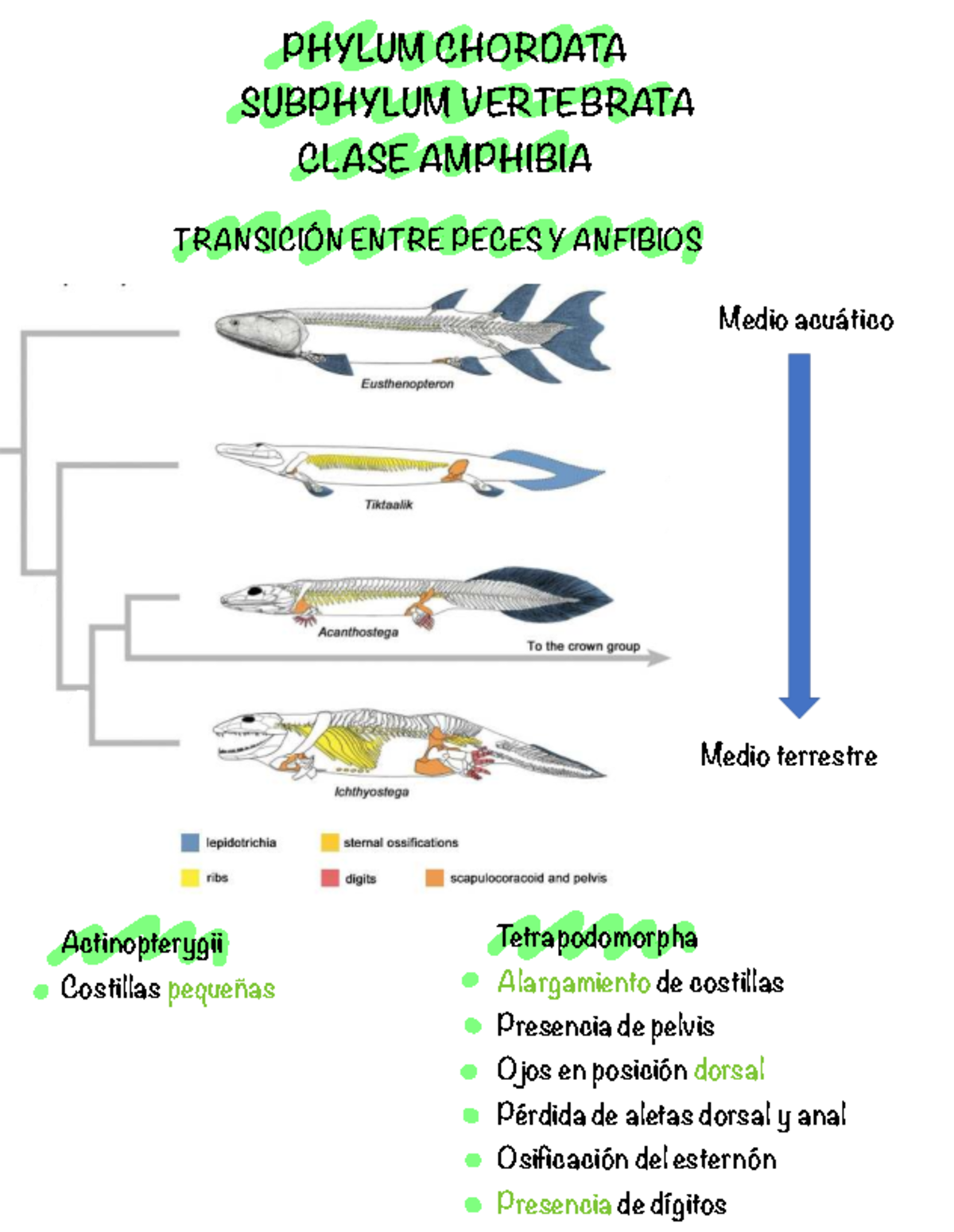 PHYLUM CHORDATA: CLASE AMPHIBIA Y TRANSICIÓN PECES-ANFIBIOS - Studocu