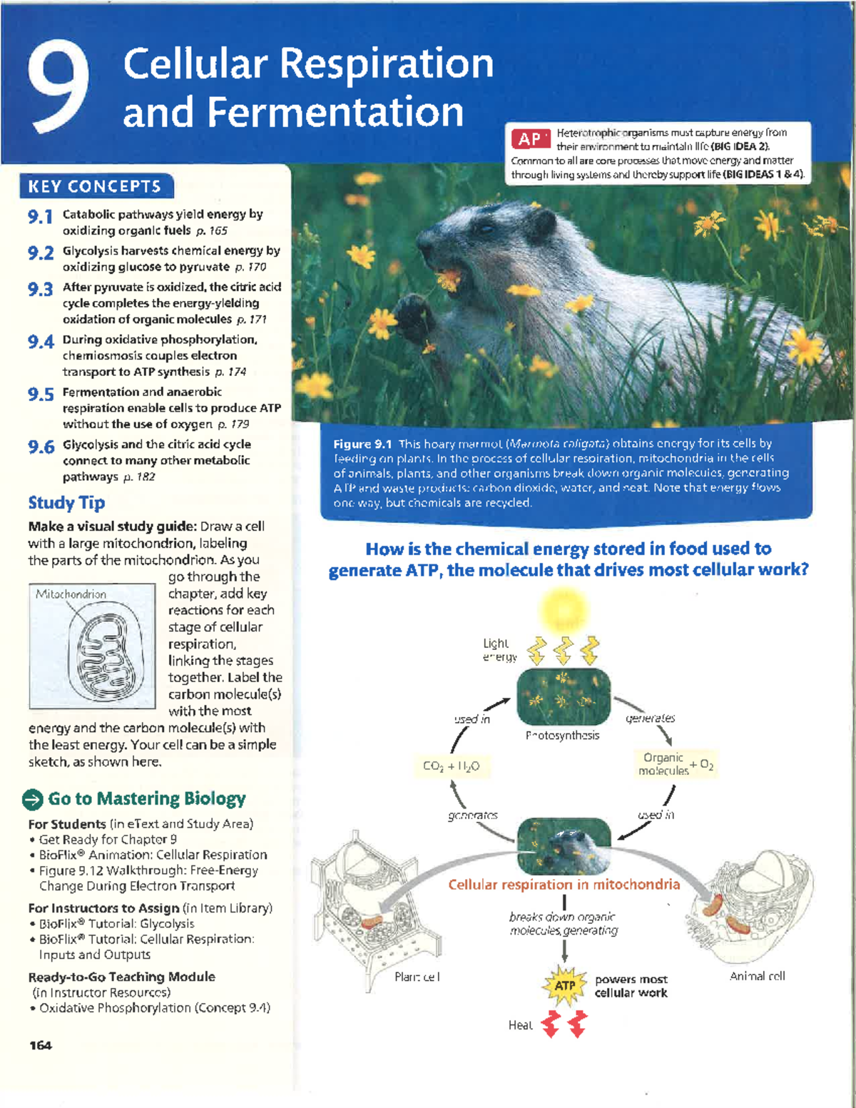 Chapter 9 Scanned Txbk Reading (12th Edition) - 9 Cellular Respiration ...