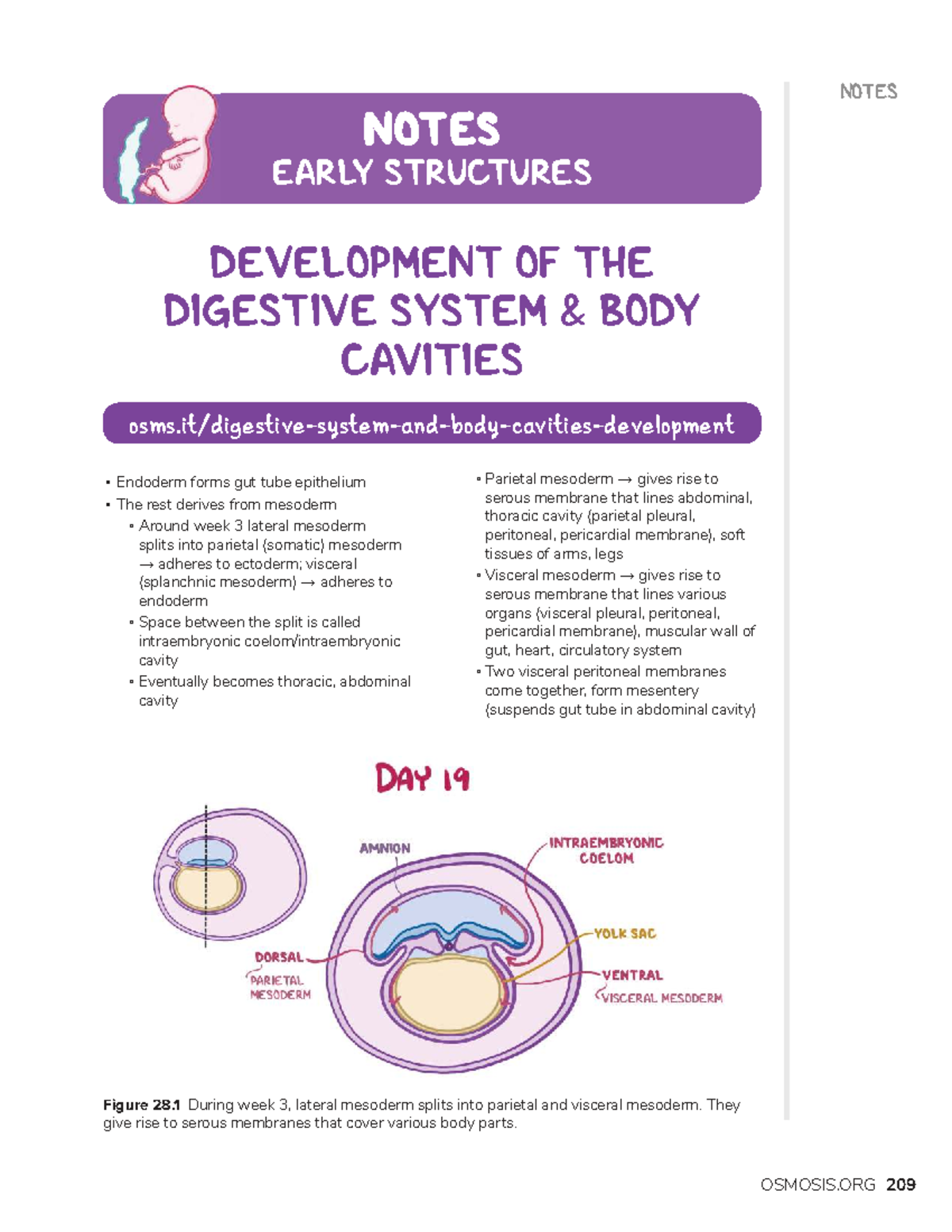 Embryology Chapter 28: Early Structures & Development of Body Cavities ...