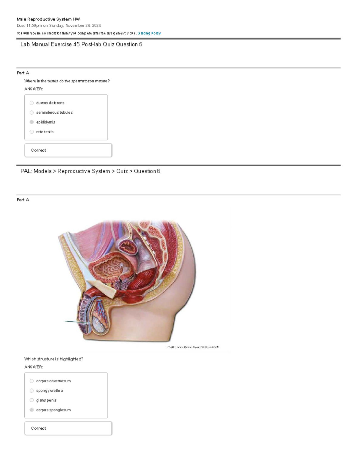 Male reproductive system HW review and quiz answers - Studocu