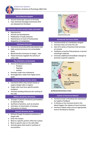 Endocrine System Overview - Summary of Chapter 18 from Seeley's Anatomy ...