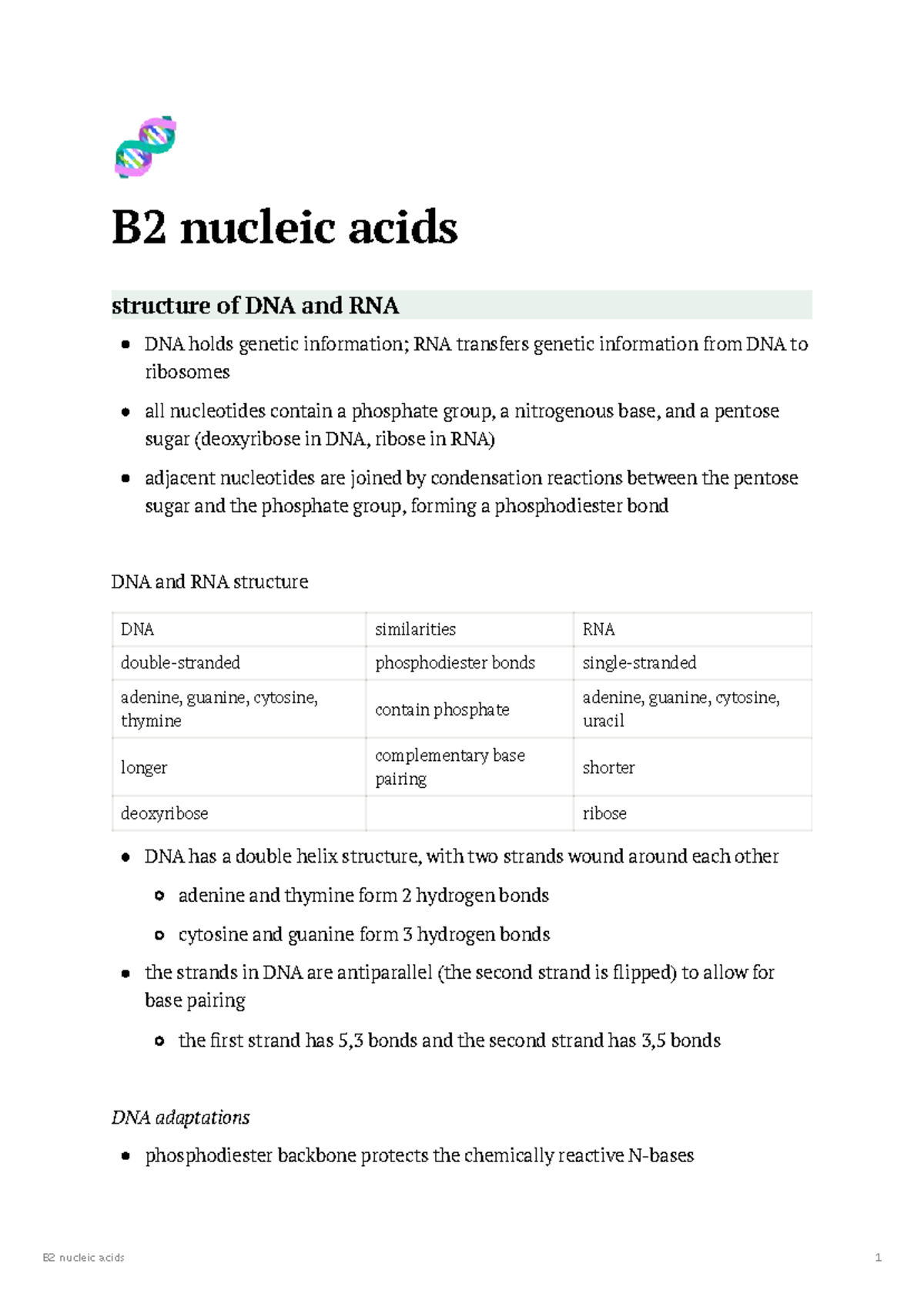 B2 Nucleic Acids: Structure and Function of DNA & RNA Notes - Studocu