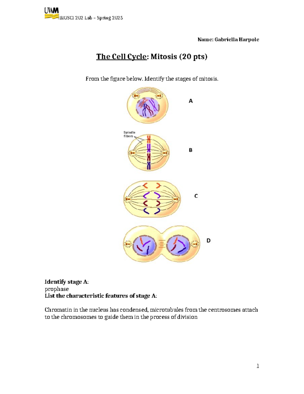 Cell Cycle Activity - Spring 2025 G - BIOSCI 202 Lab – Spring 2025 Name ...