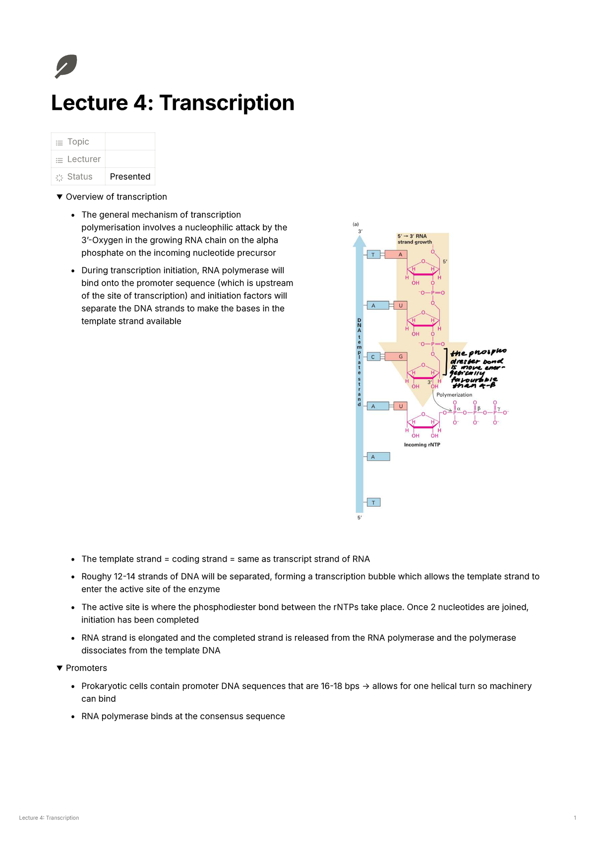 Lecture 4 & 5: Transcription and Translation Overview - Studocu