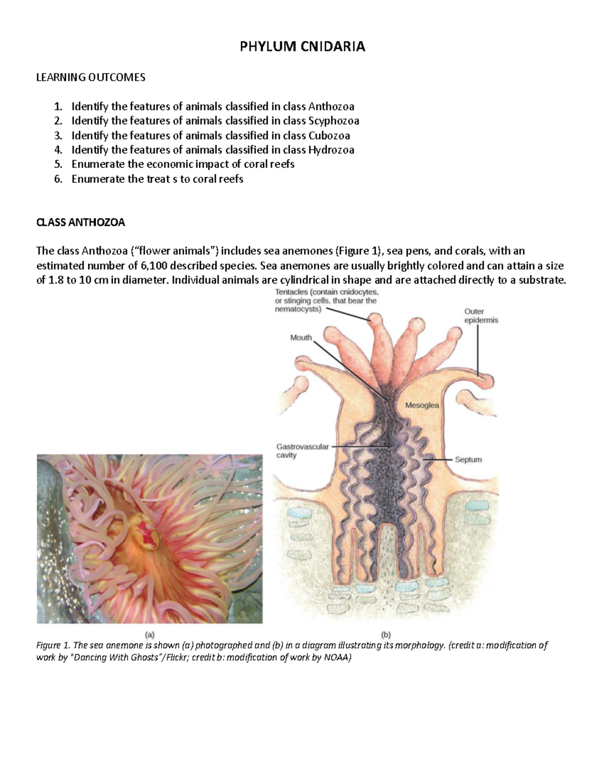PHYLUM CNIDARIA - LEARNING OUTCOMES & REVIEW NOTES - Studocu