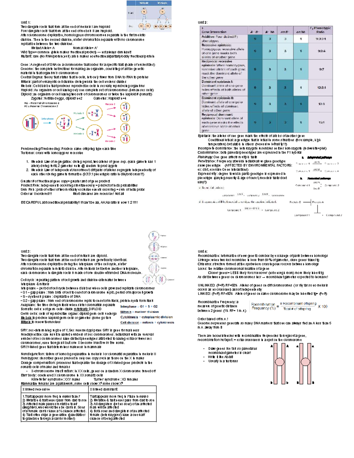 BIOL 101: Exam 1 Cheat Sheet on Meiosis and Mitosis Concepts - Studocu
