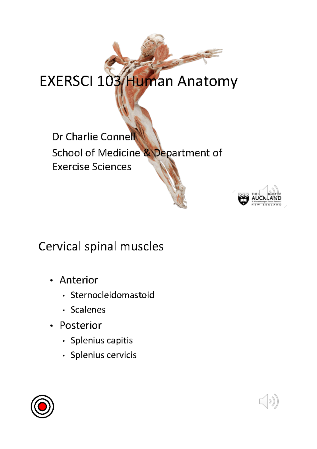 EXERSCI 103 Final Exam Notes: Spinal Muscles Overview - Studocu