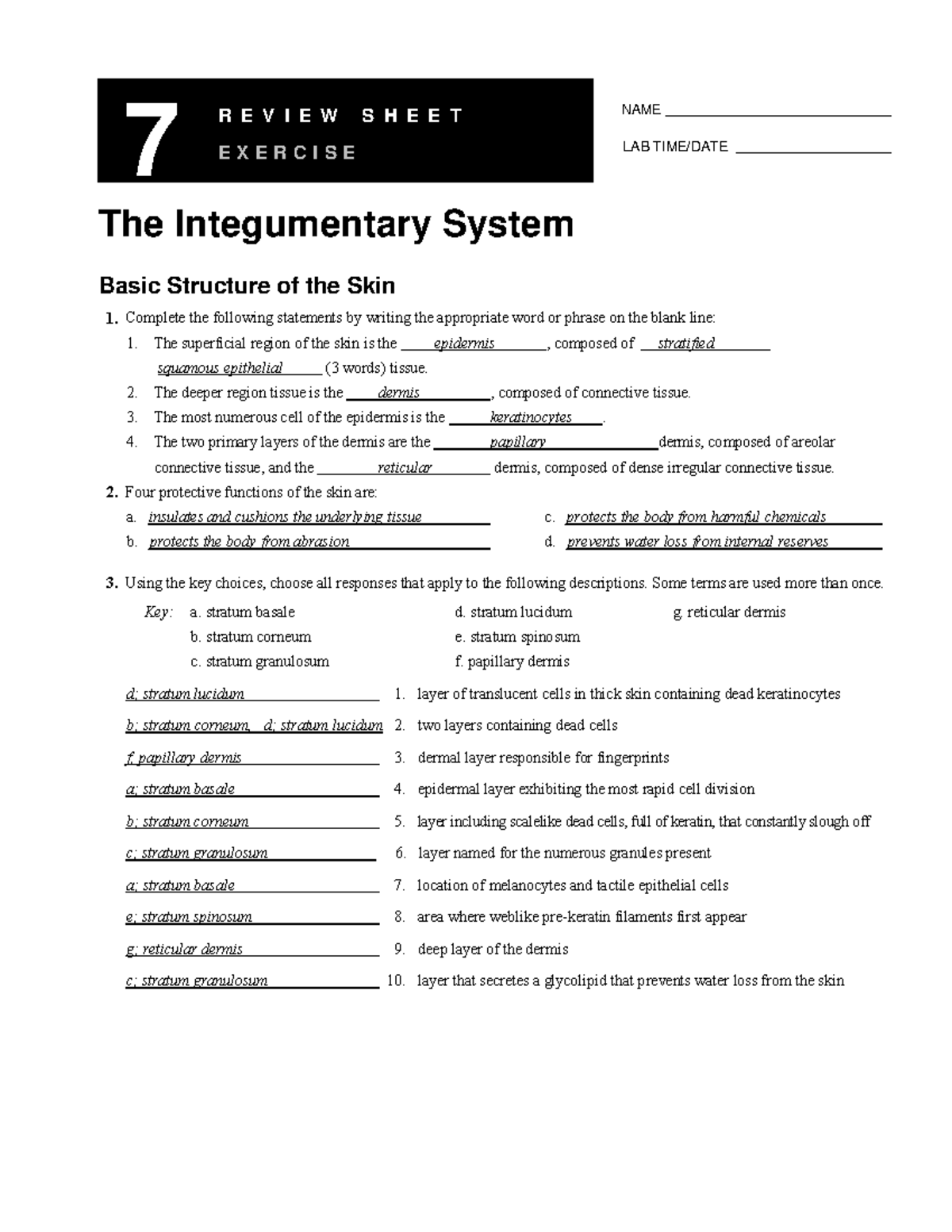 Lab Exercise 7: Integumentary System Review Sheet - Studocu