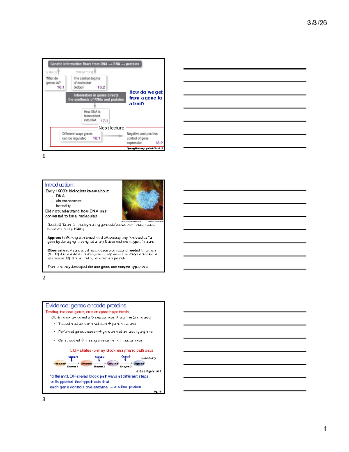 Lecture Notes: Gene Expression and the Central Dogma - Studocu