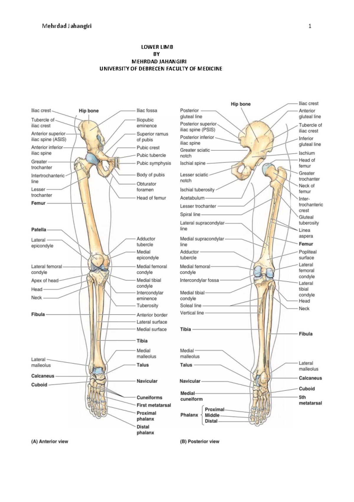 Lower Limb - dsssd - LOWER LIMB BY MEHRDAD JAHANGIRI UNIVERSITY OF ...