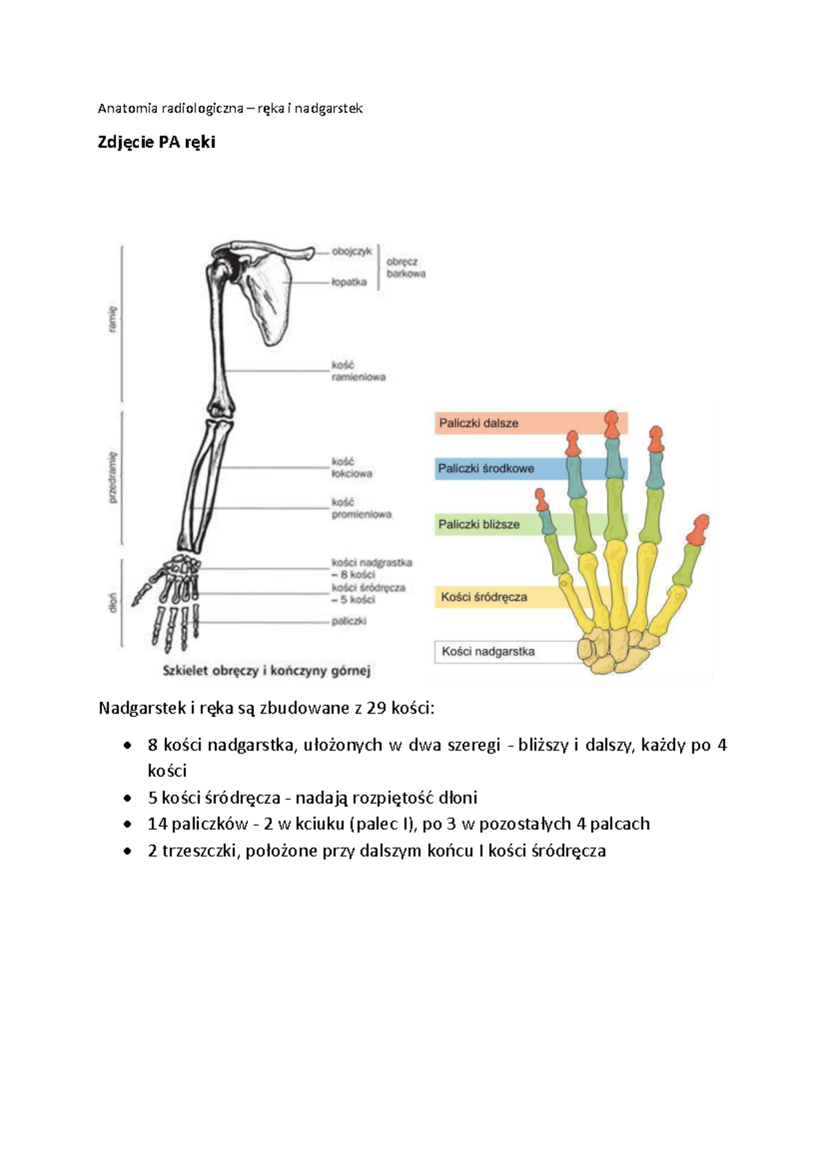 AR ręka dla słuchaczy - jdjfjfj - Anatomia radiologiczna – ręka i ...