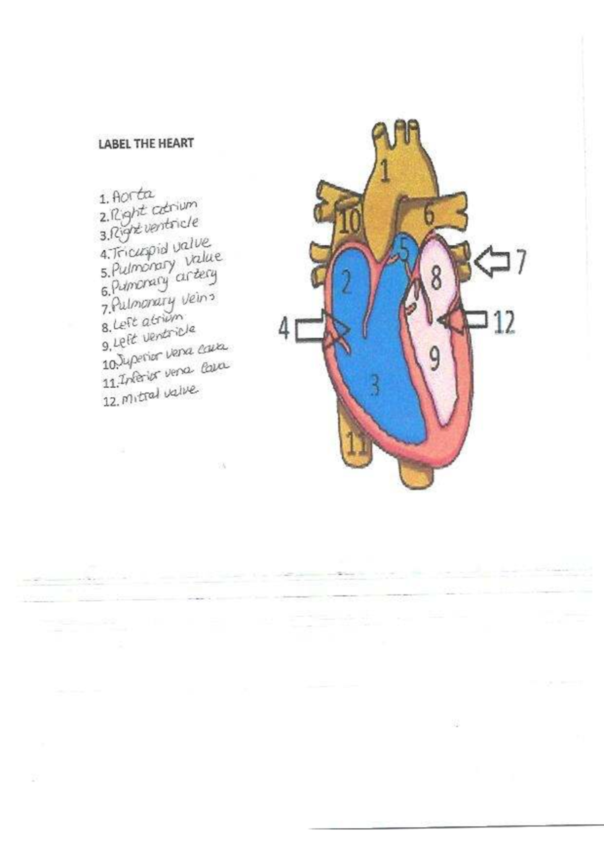 Label the heart-KEY - study note - NUR 170 - LABEL THE HEART 1 1. Aorta ...