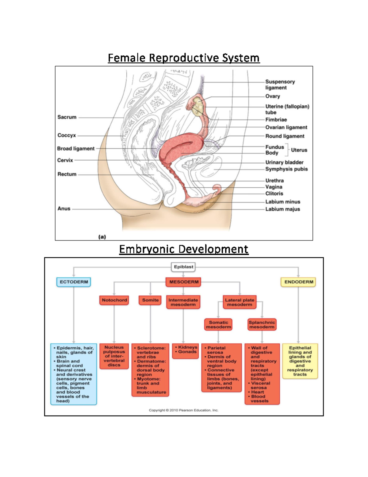 female-reproductive-system-development-a-comprehensive-overview