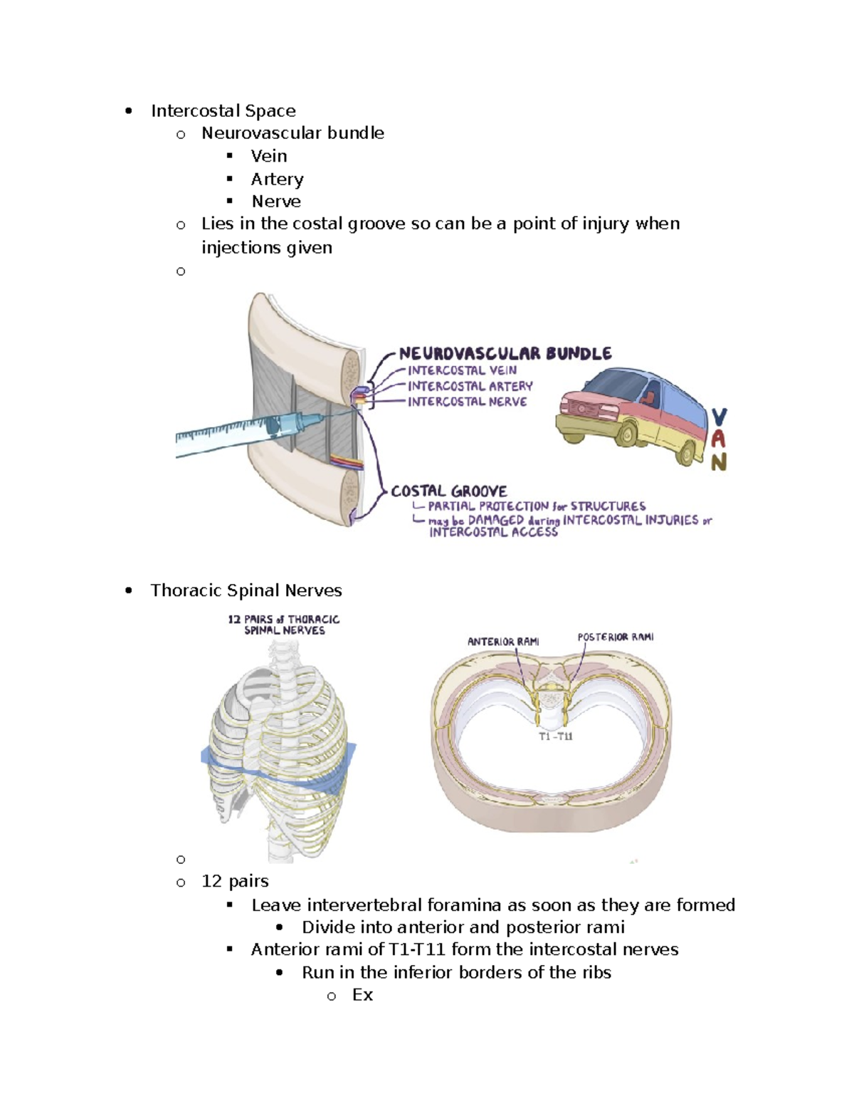T5 At the midclavicular line and the fifth intercostal space, located  midway between the level of the nipples and the level of the xiphisternum.  T6 At the midclavicular line, located at the, image size:1200x1553