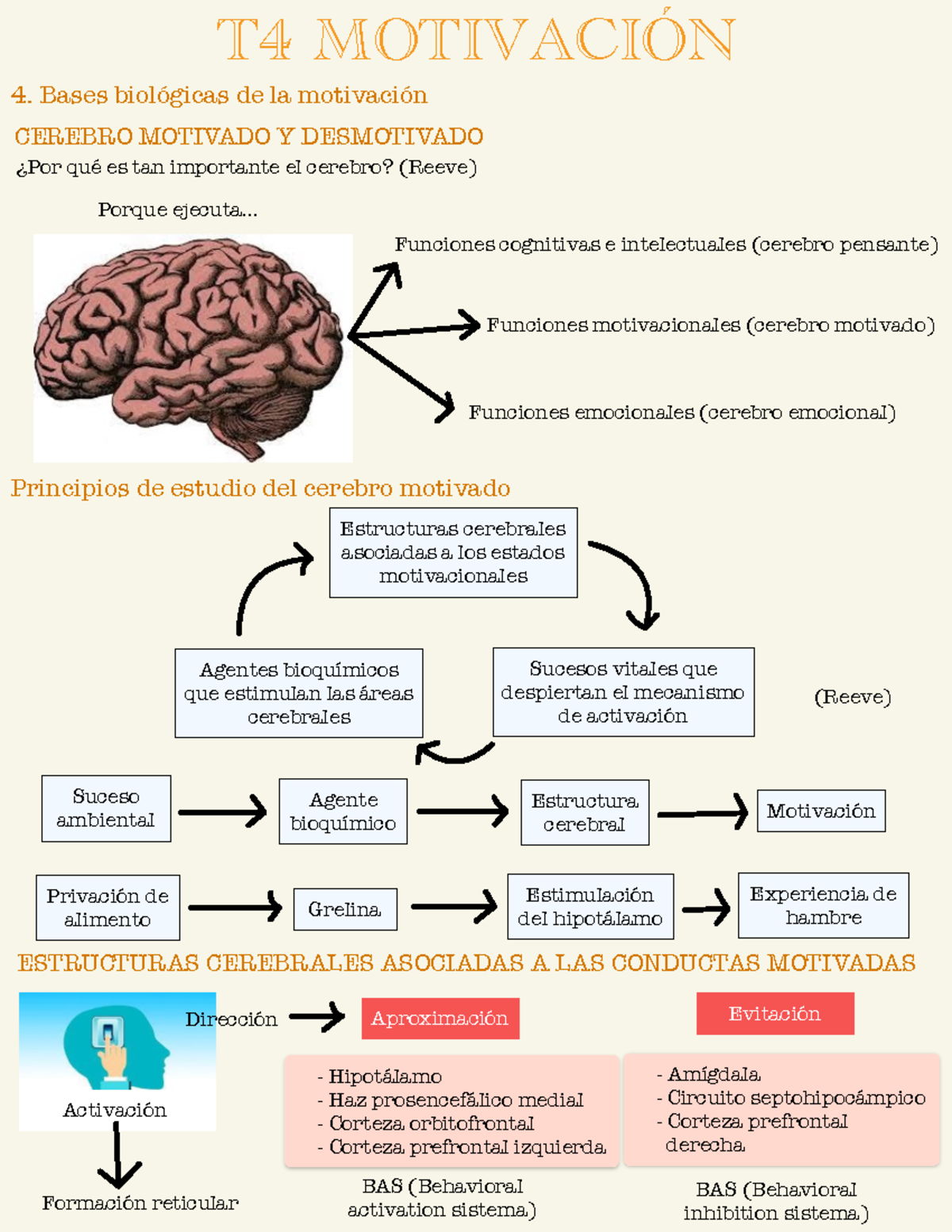 Tema 4: Bases Biológicas de la Motivación y Estructuras Cerebrales ...