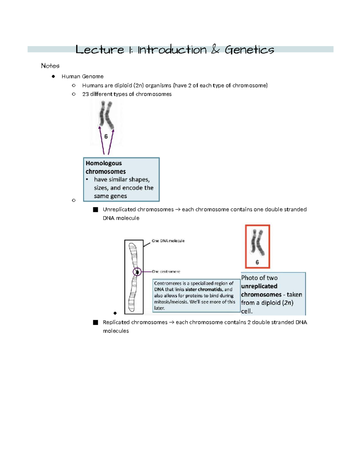 BIO 121 - Genetics Lecture Notes: Chromosomes, Genes, and Mitosis - Studocu