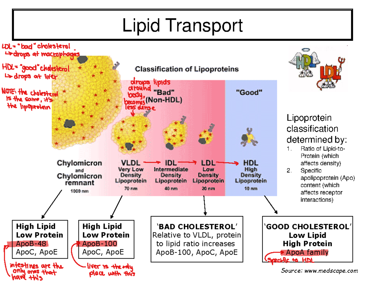 NUTR3210 Lectures 8 & 9 - Comprehensive Overview of Lipid Metabolism ...