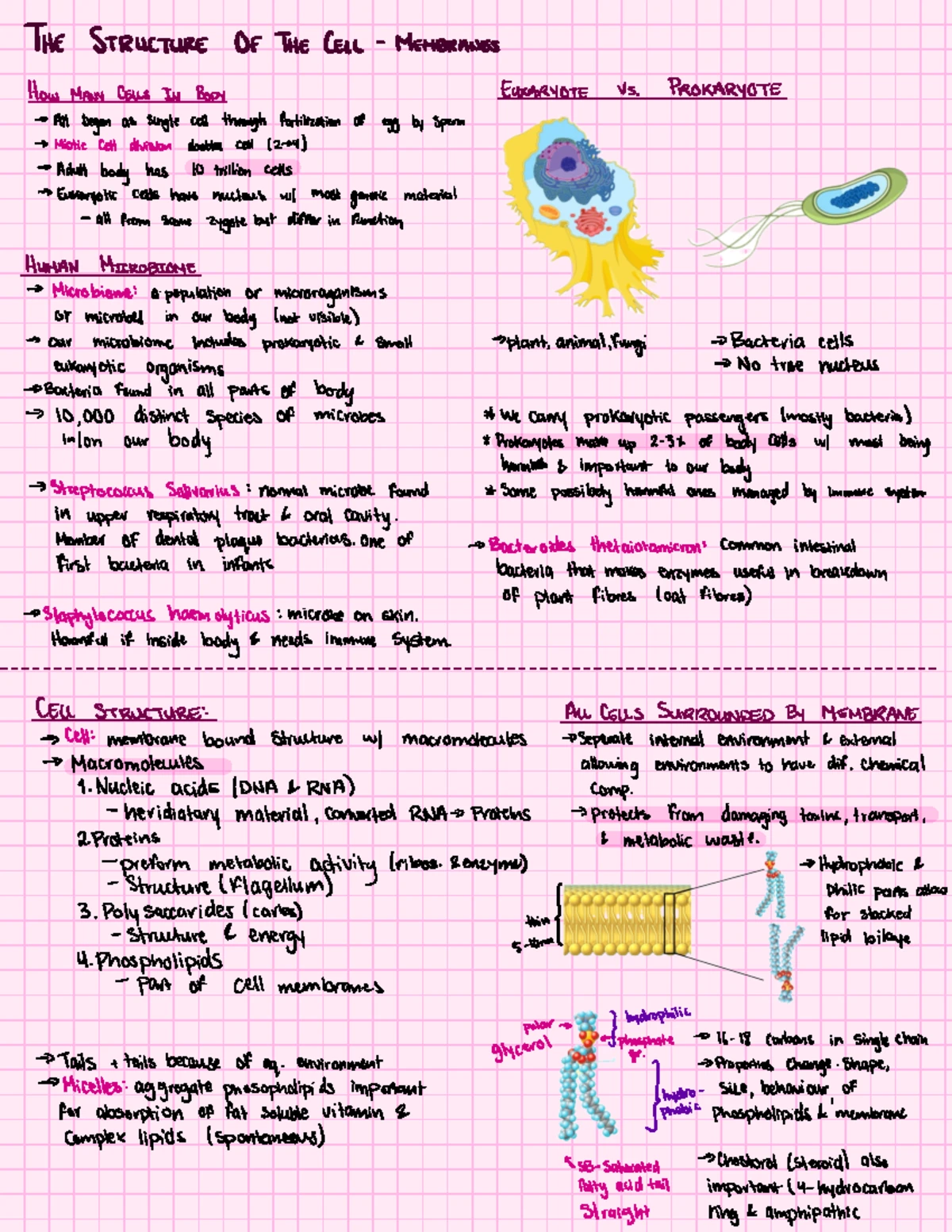 Personality PSY101: Comprehensive notes on personality theories and ...