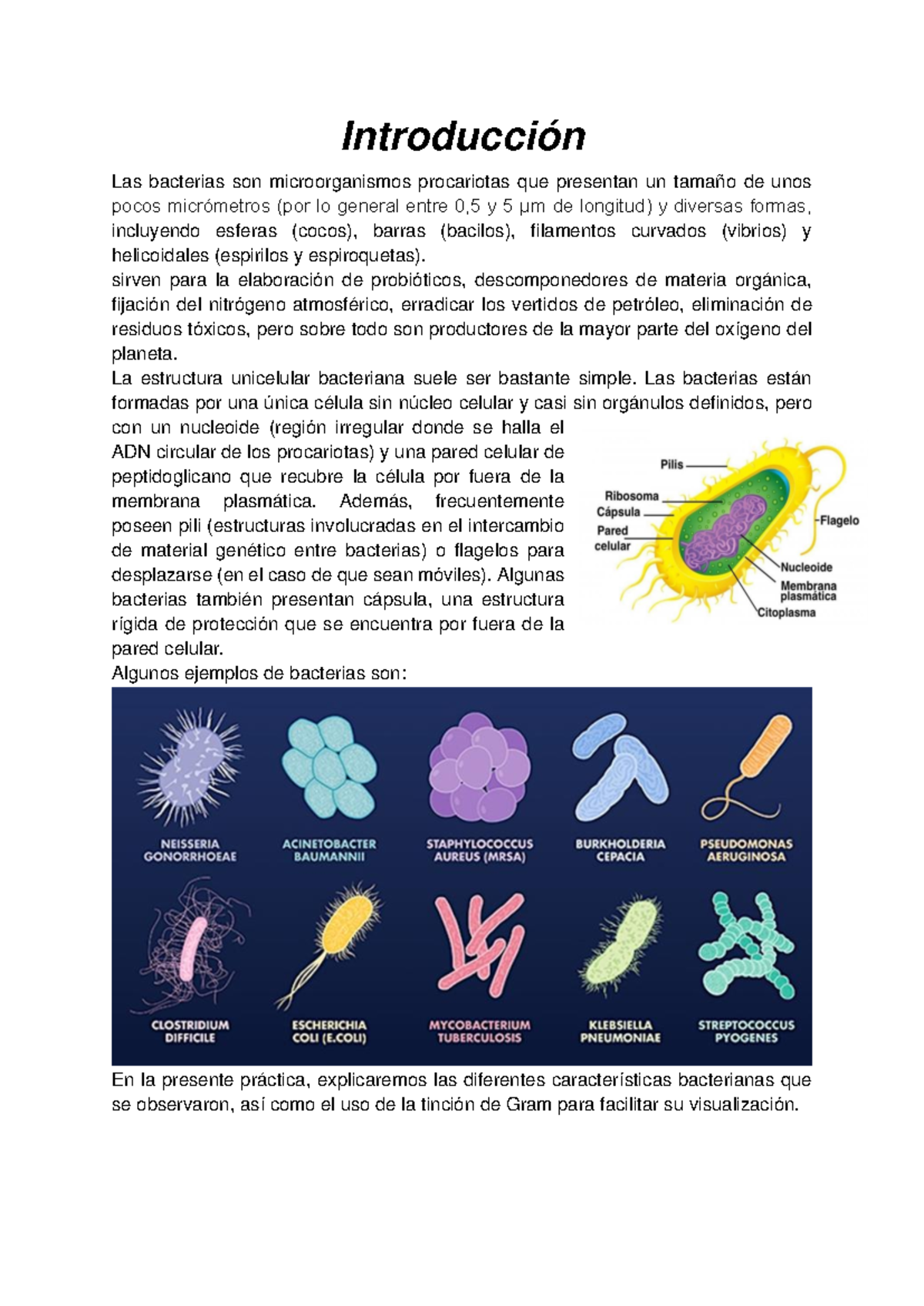 Características Microscópicas del Reino Monera - Práctica de Laboratorio -  Studocu