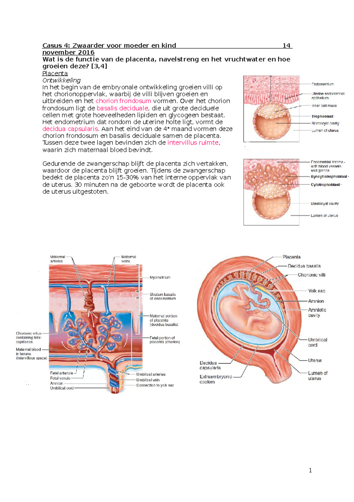 leukocytose zwangerschap