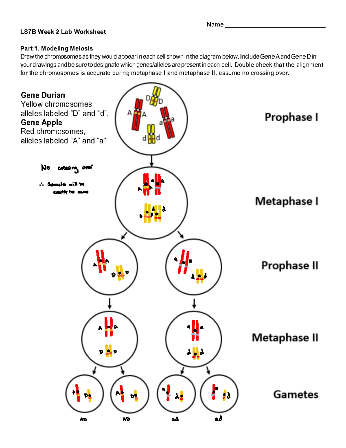 BIOLOGY２Quick Study ACADEMIC 生物学２ QuickStudy | Biology 2 Laminated Study Guide (9781572228269)