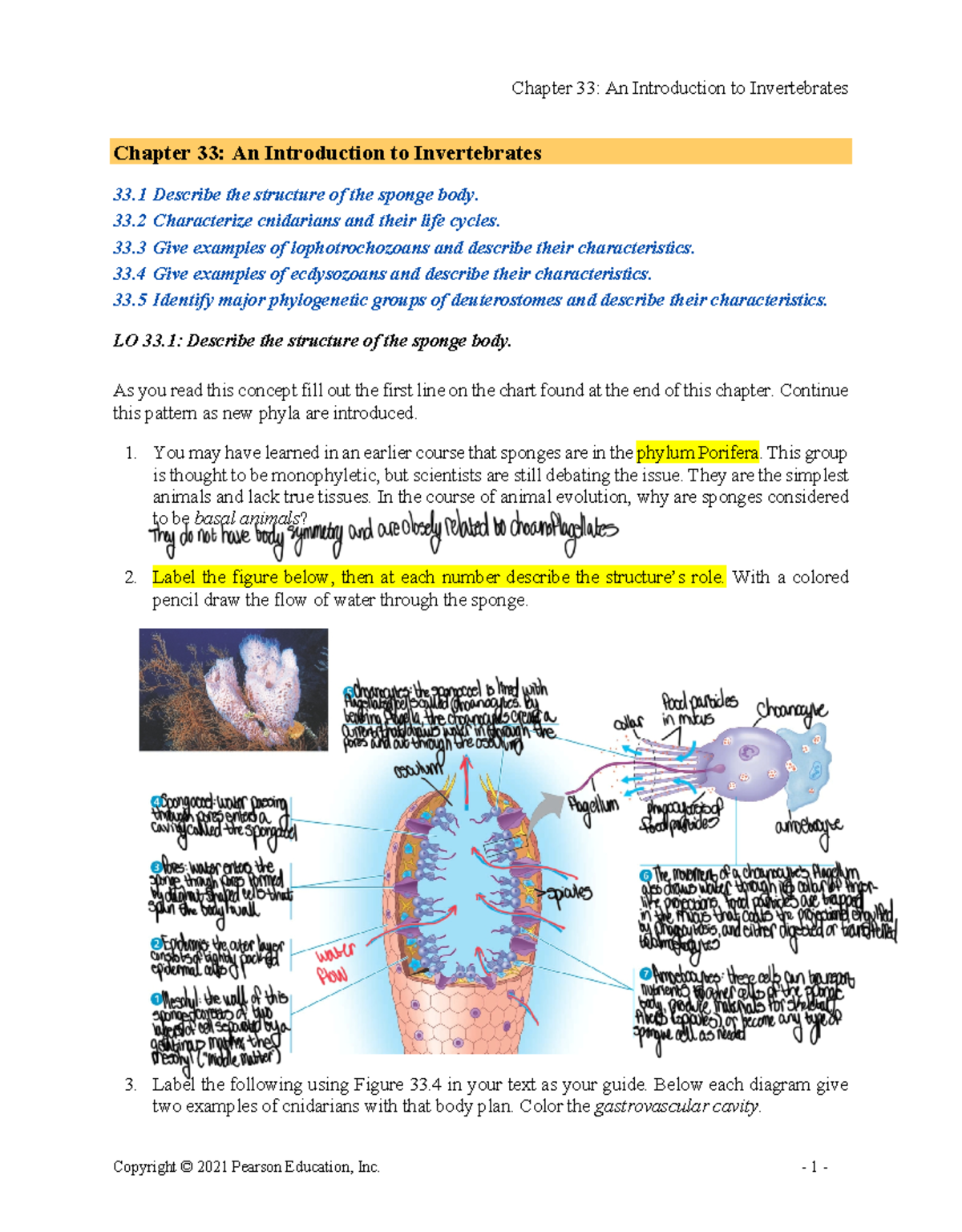 Annotated-C33-RGA - Invertebrates Chapter 33 Summary and Concepts - Studocu