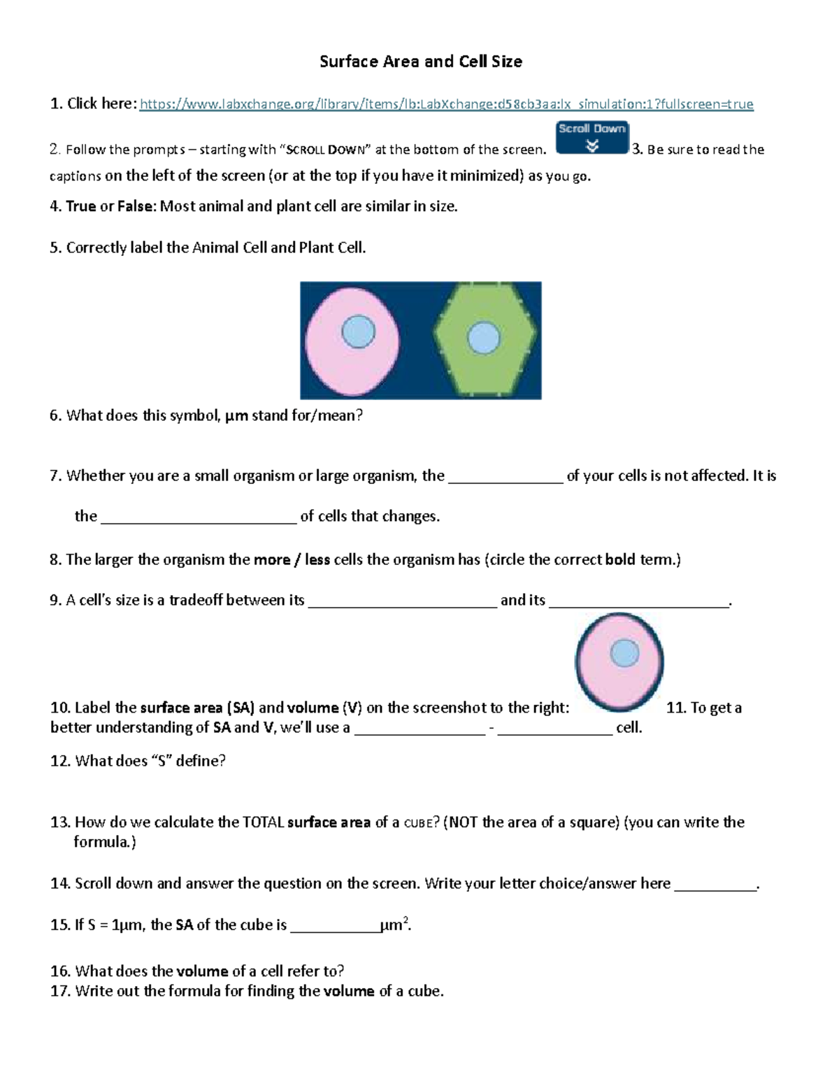 SA-V Ratio Exploration - Biology Lab (AAKP4W) - Studocu