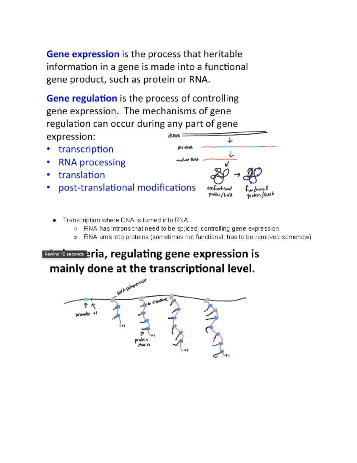 Exam 4 Video Notes: Gene Expression, Transcription, and Regulation ...