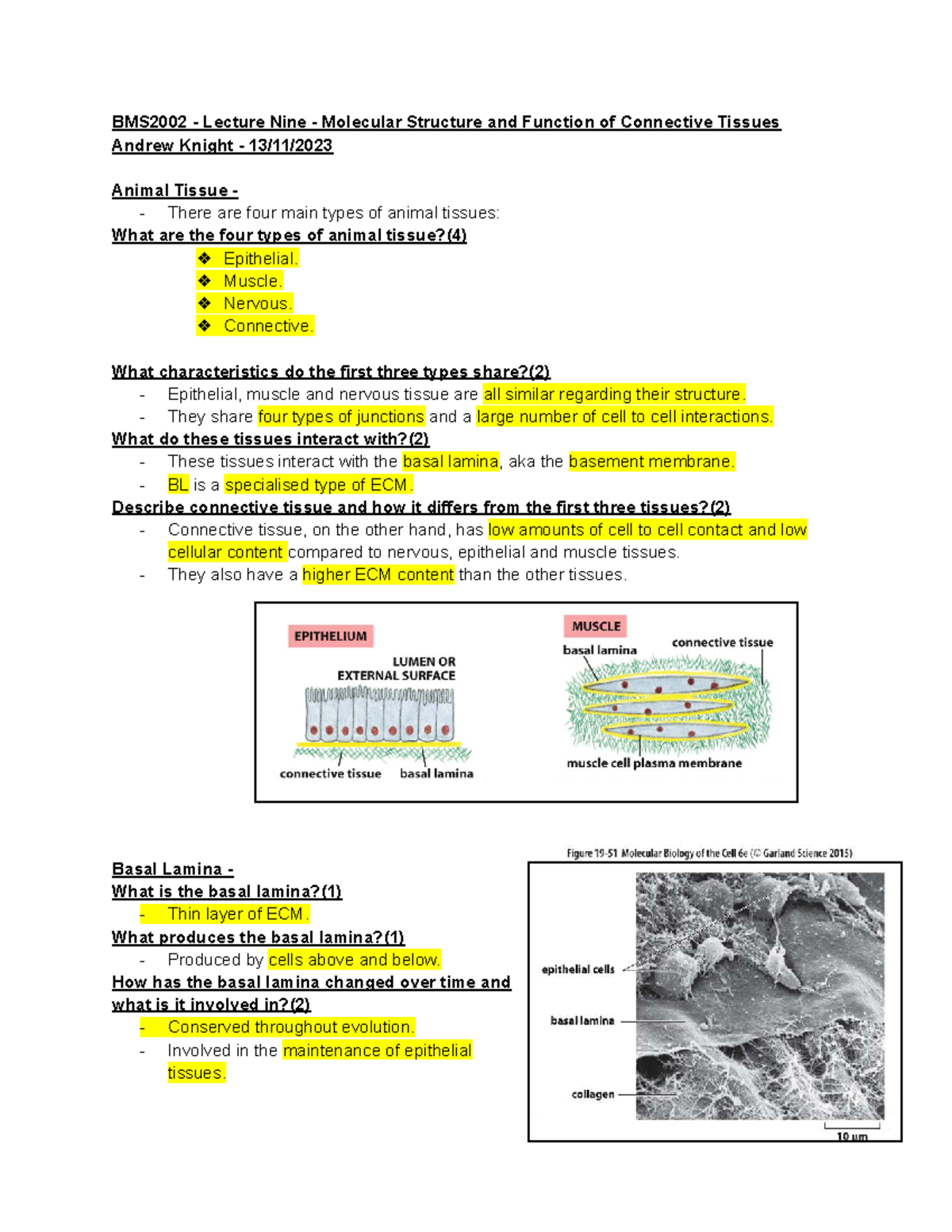BMS2002 Lecture 9: Molecular Structure & Function of Connective Tissues ...