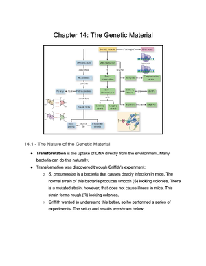BIO 1203 Final Exam Study Guide on Gene Expression and Regulation ...