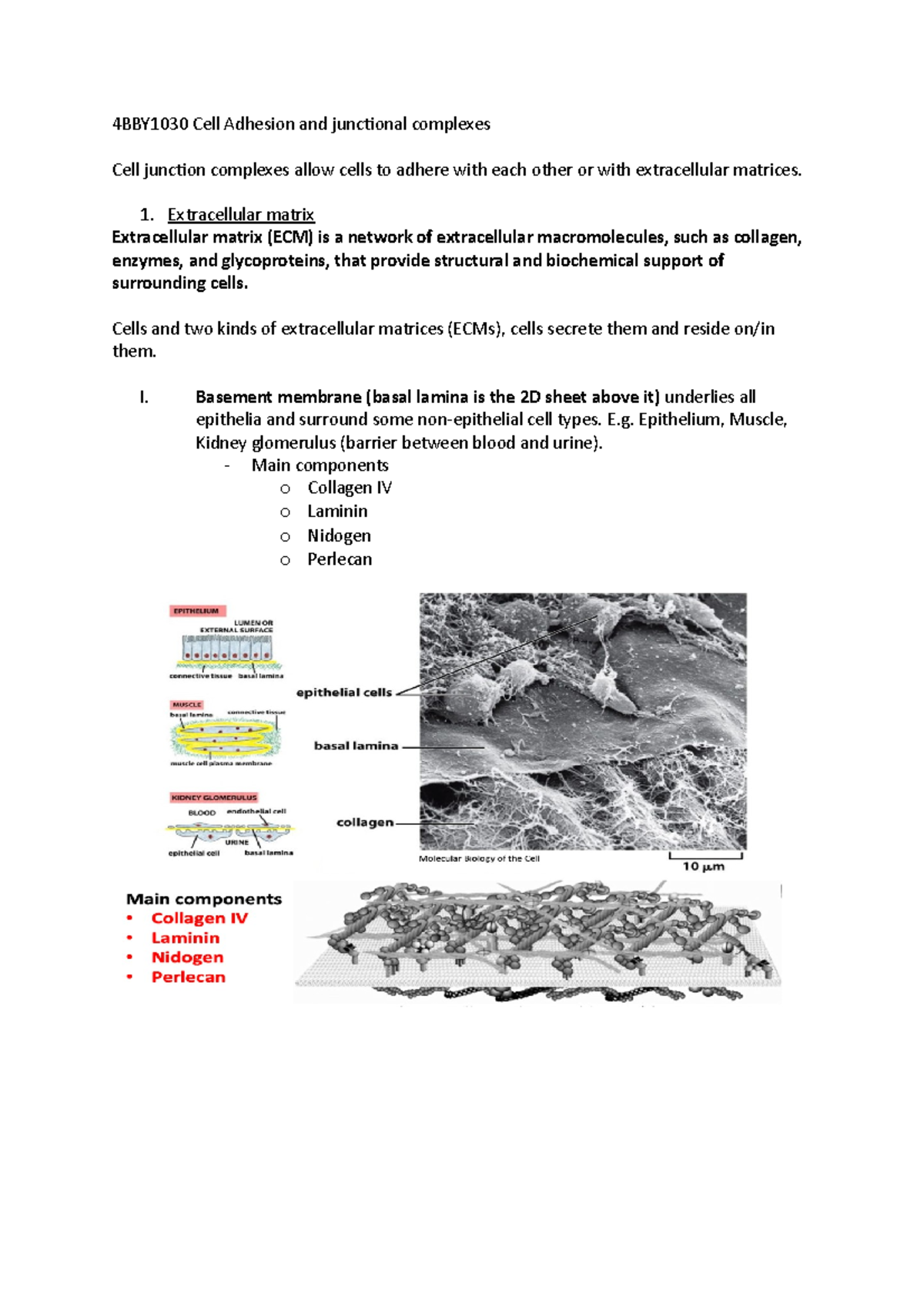 4BBY1030 Cell Adhesion and junctional complexes - Extracellular matrix ...