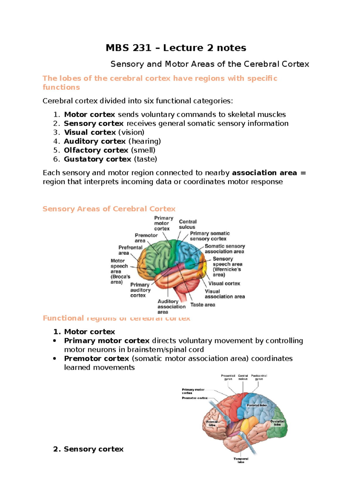 MBS 231 Lecture 2 Notes: Sensory & Motor Areas of the Cerebral Cortex ...