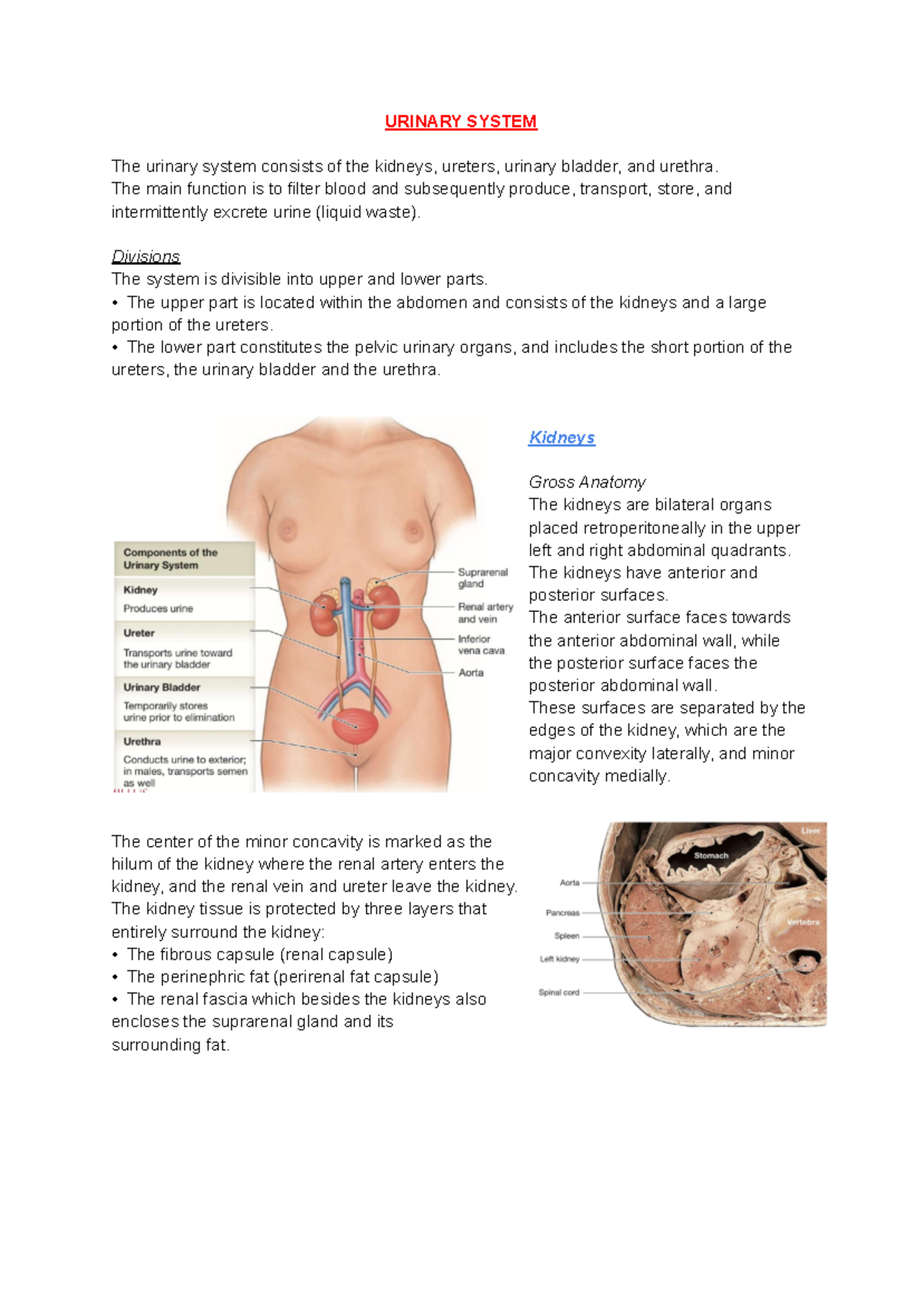 Urinary System Overview: Structure, Function & Anatomy (BIO 101) - Studocu