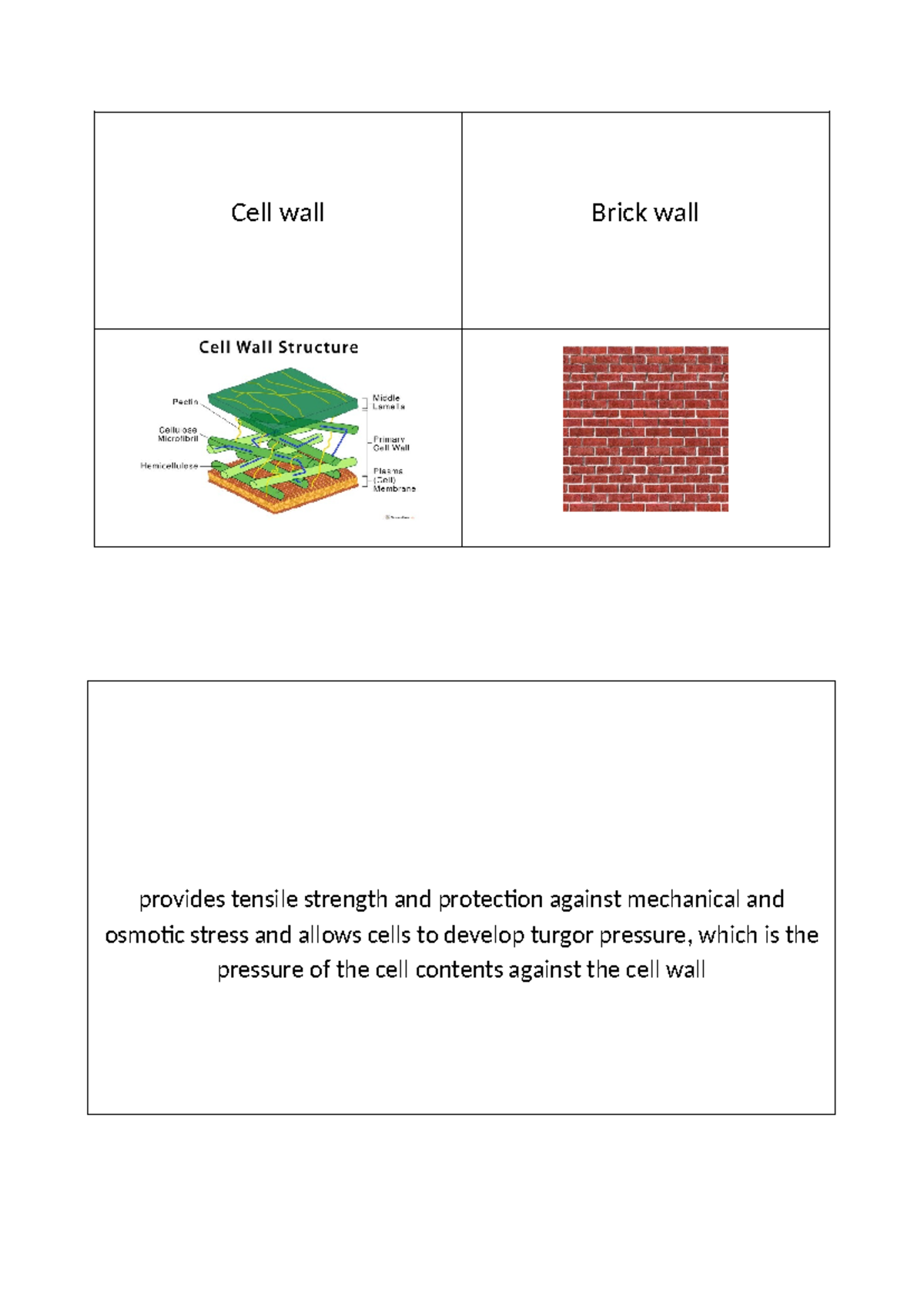Cell wall - cell wall - Cell wall Brick wall provides tensile strength ...